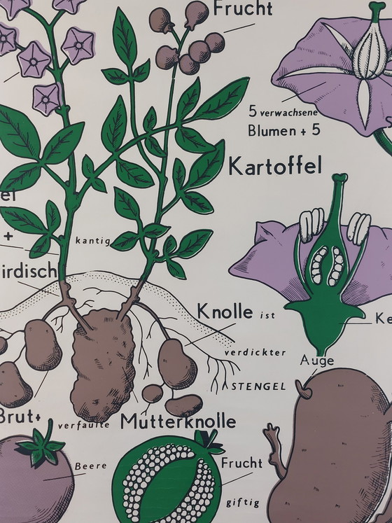 Image 1 of Vintage roll-up map, teaching aid, biology, nightshade plant, wall map