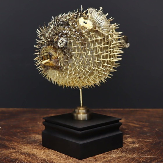 Objeto decorativo - Pedestal de Pez Globo – Objetos decorativos, Other (photo 3 of 5)