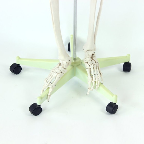 Image 1 of Freestanding Vintage Human Skeleton Anatomy Model, Czechoslovakia 1980s