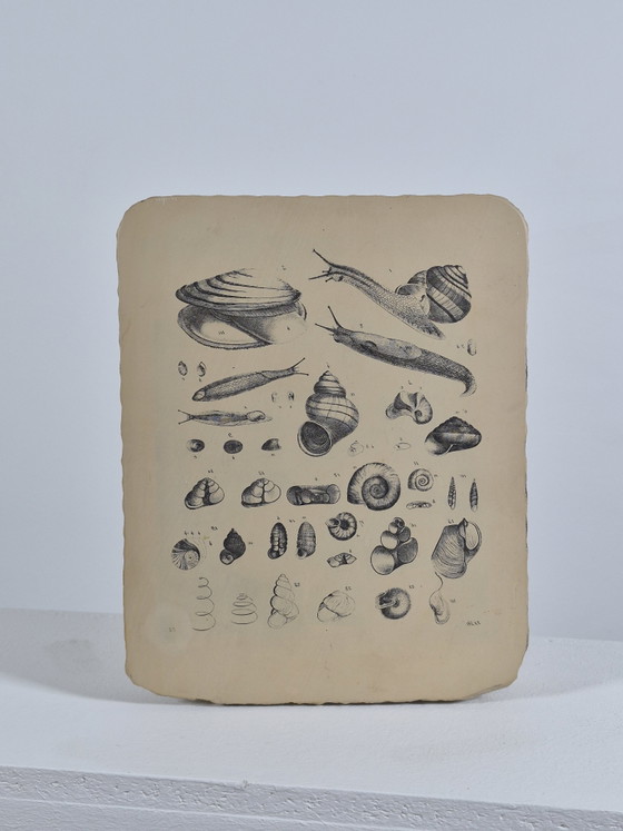 Antique Lithographic Stone Printing Stone Mollusks Snails Shells – Decorative Objects, Paper (photo 13 of 13)