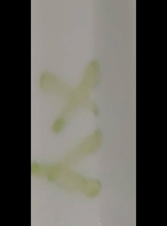 Image 1 of Grande pezzo forte XXL
