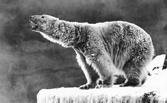 Image 1 of Bol Art Déco en forme d'ours polaire de Ditmar Urbach, sculpture en céramique tchécoslovaque des années 1930