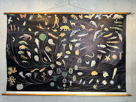 Image 1 of XL vintage linnen schoolkaart - ‘Relationships of the Animal Kingdom’