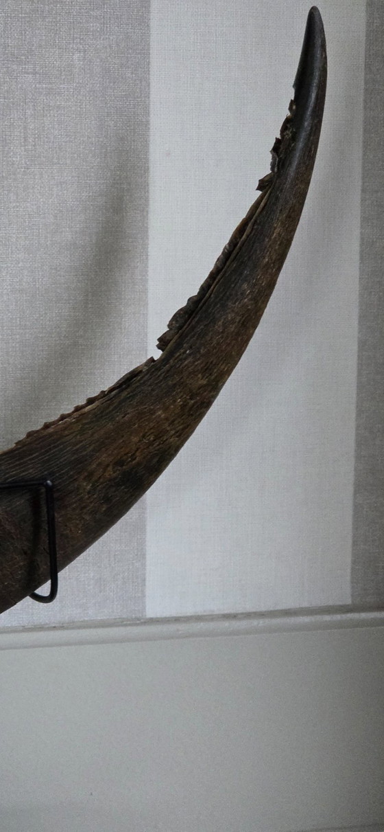 Image 1 of Grote, fijn bewerkte buffelhoorn (ref. 4119)