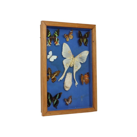 Butterfly collection in wooden frame, Wall decoration, Other, Brown, Vintage (photo 9 of 10)