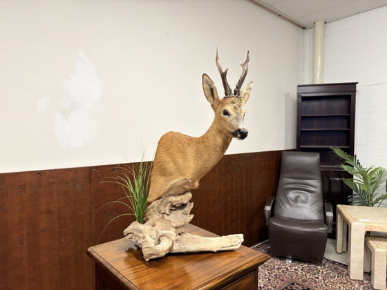 Capriolo impagliato su Legno – Oggetti decorativi, Altro (photo 2 of 8)