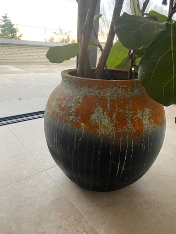 Image 1 of Vaso di fiori con una pianta di lyrata in omaggio