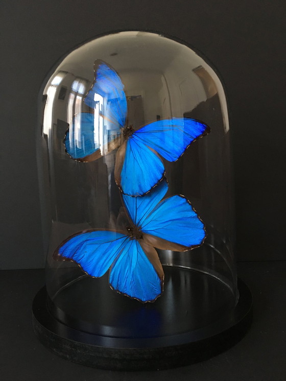 Image 1 of Morpho Didius • Géant Bleu • Cloche en Verre • Pérou • 2020