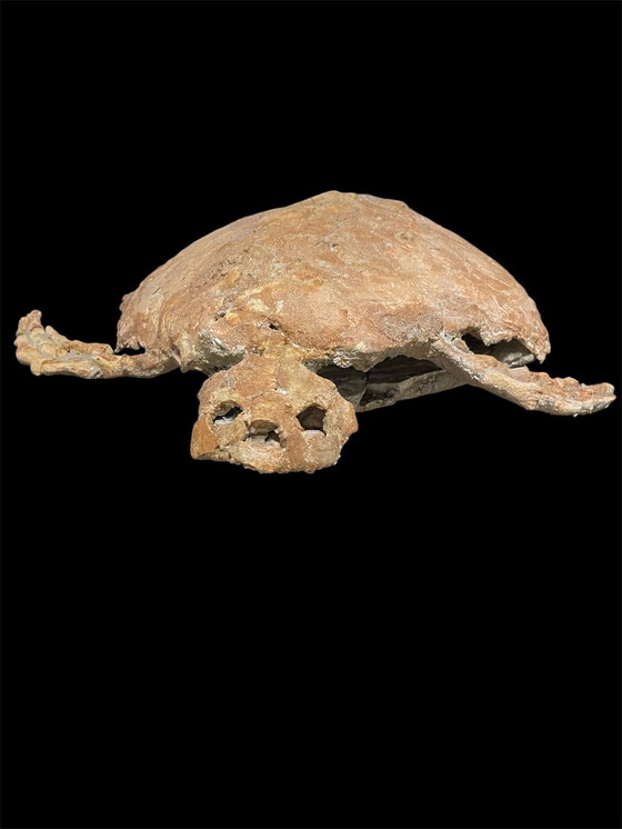 Image 1 of Scultura fossile di tartaruga