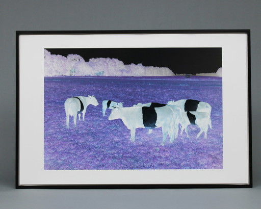 Marijke van Warmerdam, "Mad Cows" 2002, édition de 5 exemplaires