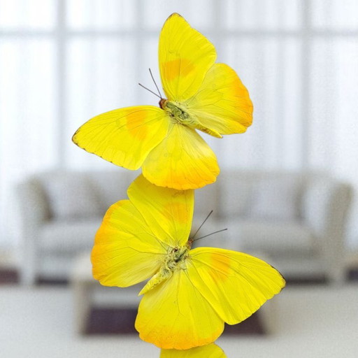 Véritables papillons phoebis philea sous dôme de verre édition limitée
