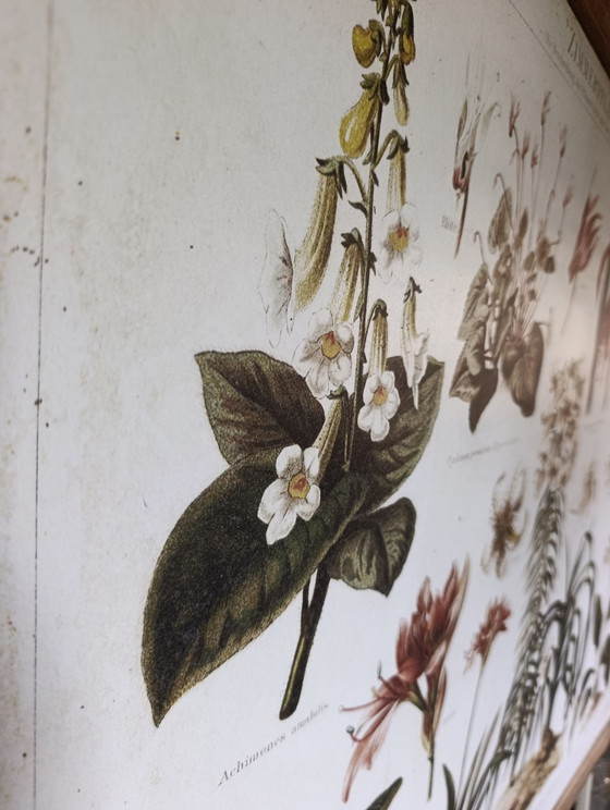 Wandposter | Reproduktion einer alten botanischen Tafel | Erthwhile – Erstwhile, Papier, Holz (photo 4 of 8)