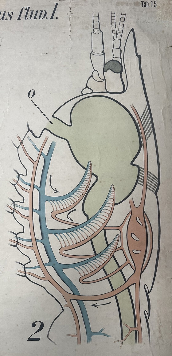 Image 1 of Carte scolaire vintage en lin XL - le homard