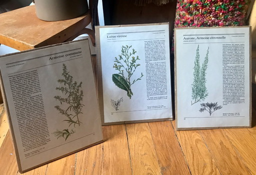 Botanical illustrations