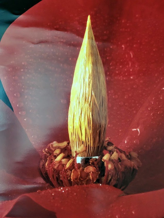 Image 1 of Kunstwerken Met Bloemen: Van de 17e Eeuw tot Heden. Poster Kunsthalle Bielefeld 1995