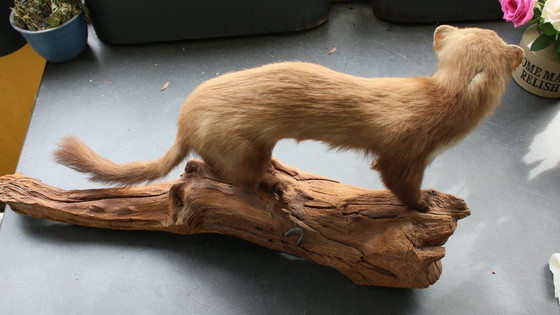 Image 1 of Trophée de martre empaillée vintage provenant d'une propriété, en bon état de conservation, avec matériel de fixation murale.