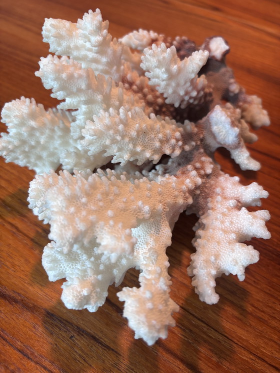 Image 1 of Natuurlijk bloemkoolkoraal (Pocillopora sp.) – witte koraalrifdecoratie 620 g