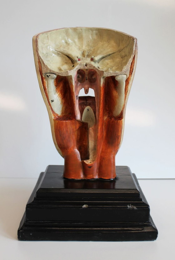 Image 1 of Bock-Steger anatomical model, Germany, 1890.