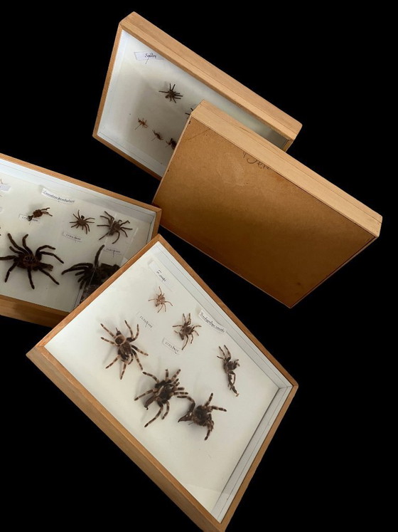 Image 1 of 4 vitrines de taxidermie pour tarentules