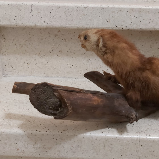 Image 1 of Polecat in taxidermy on tree trunk as educational school material