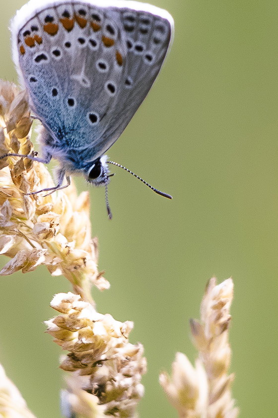 Image 1 of Hermosa Mariposa Escenario Naturel / FullColor / Impression professionnelle 
