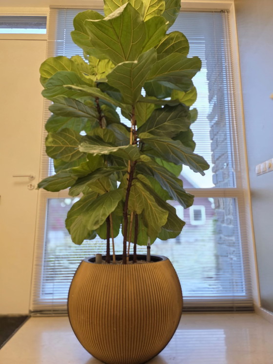 Image 1 of Pot Capi Groove, noir et or, 48 cm de haut et 63 cm de large