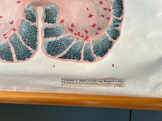 Image 1 of Zoological poster, animal body cell
