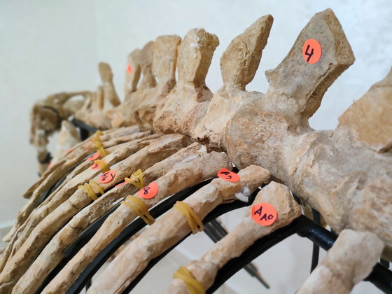 Image 1 of Mosasaurus – Cretaceous Marine Reptile
Large Mosasaurus