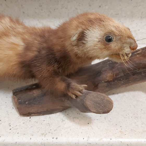 Image 1 of Polecat in taxidermy on tree trunk as educational school material