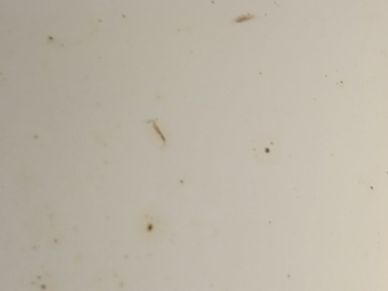 Image 1 of Wall mirror dating from the 50s