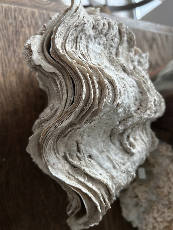 Image 1 of Riesenmuschel "Tridacna gigantea"