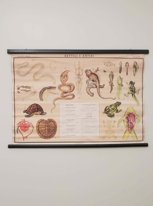 Reptile and amphibian themed educational print, Paravia, 1968