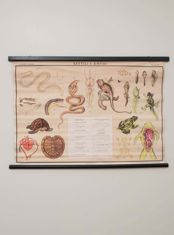 Image 1 of Reptile and amphibian themed educational print, Paravia, 1968