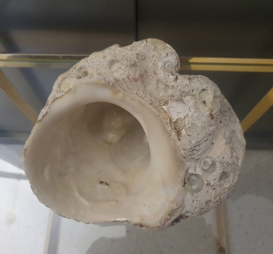 Image 1 of Grande conchiglia fossile (1,4 kg) – Lumaca di mare pietrificata – Decorazione naturale vintage – Pezzo unico