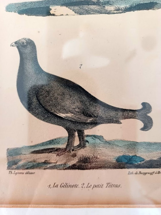 Image 1 of Twee handgekleurde Brusselse ornithologische lithografieën (ca. 1828–1833) – Burggraaff, Lejeune – Pl. 1 en Pl. 19