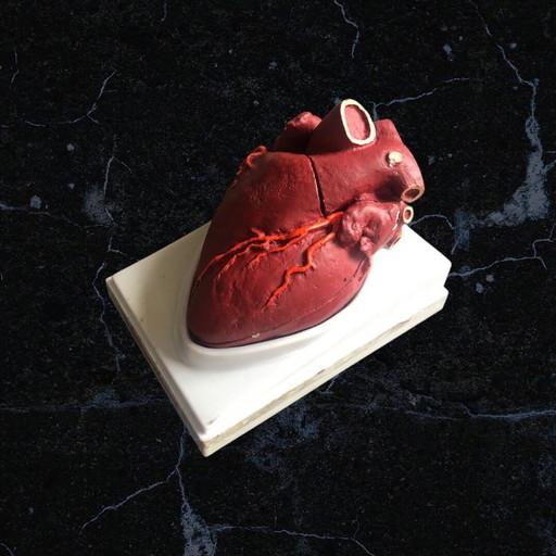 Trasicor retard vintage lifesize medical human heart specimen model anatomical physician's educational boxed 80s