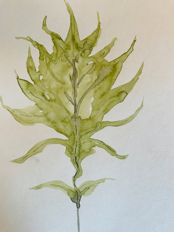 Image 1 of Dipinto ad acquerello firmato della collezione Herbier in trompe l'oeil