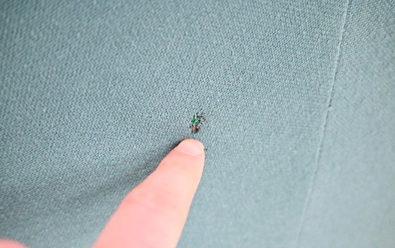 Image 1 of Sillas y mesa Alky de Giancarlo Piretti para Anonima Castelli, años 70. Juego de 3