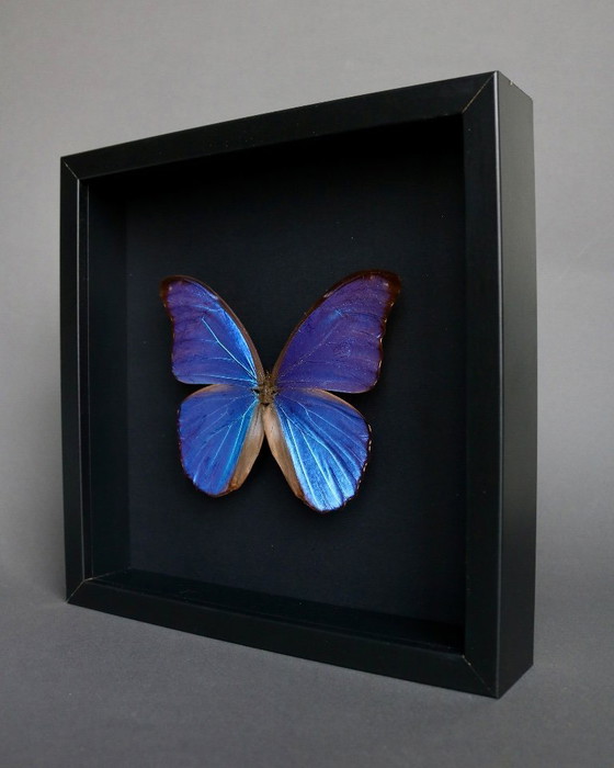 Cornice a farfalla blu Morpho Didius proveniente dal Perù – Oggetti decorativi, Plexiglass (photo 5 of 6)