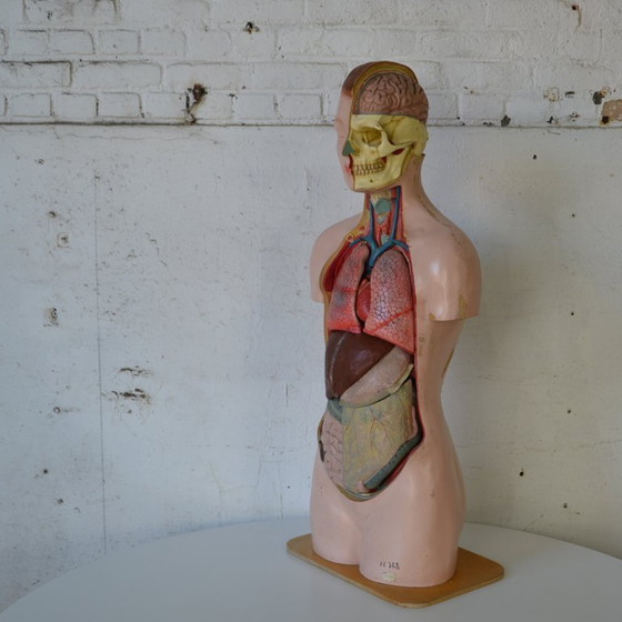 Image 1 of 1x deco biology mannequin