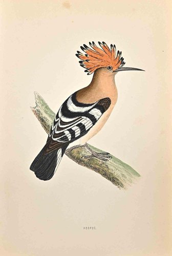 Alexander Francis Lydon, Hoopoe, Woodcut Print, 1870 – lithos zeefdrukken, Paper