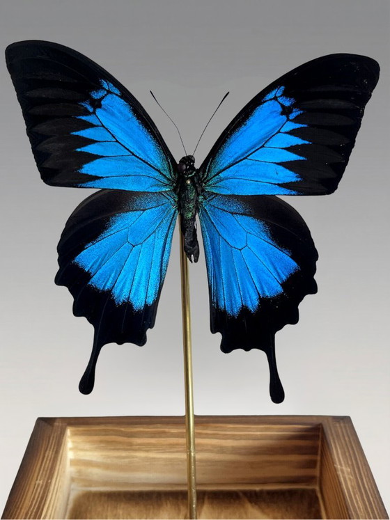 Image 1 of Papillon Ulysses Naturalisé Sous Cloche en Verre – Spécimen Exotique Bleu Iridescent – Objet Décoratif – 24 cm