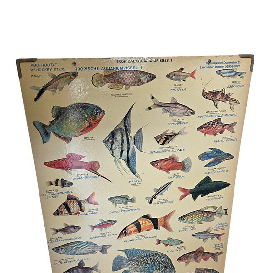 Image 1 of Vintage Engelse plaat met tropische aquarium vissen uit 1977