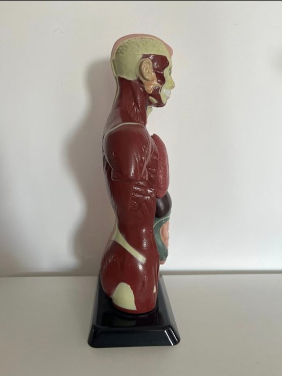 Image 1 of Education/demonstration model 1980s