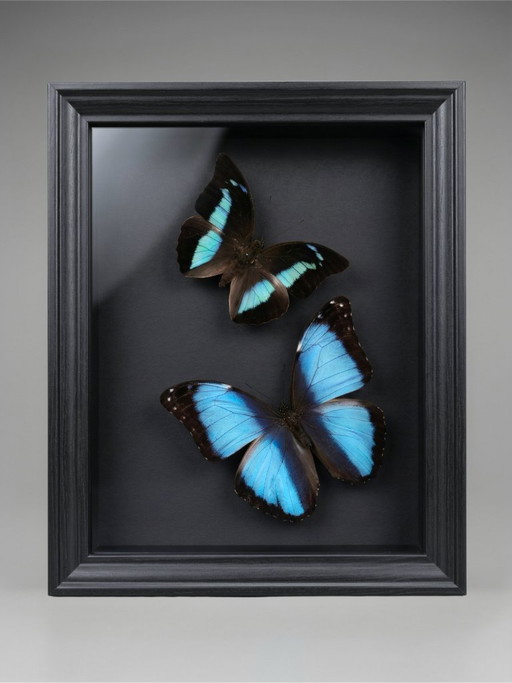 Entomological frame of blue Morpho butterflies – Contemporary naturalist composition under glass