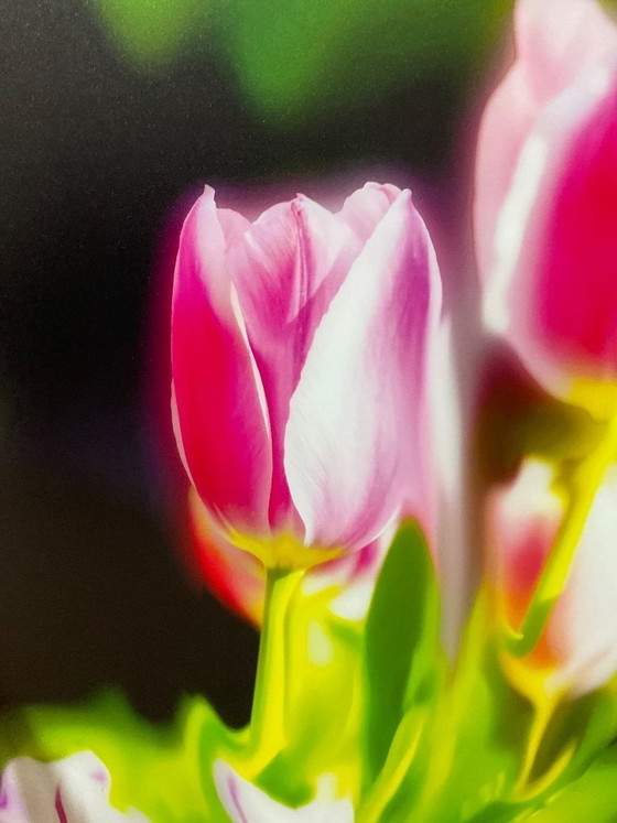 Image 1 of Photographie sur aluminium 60x60 cm sous cadre