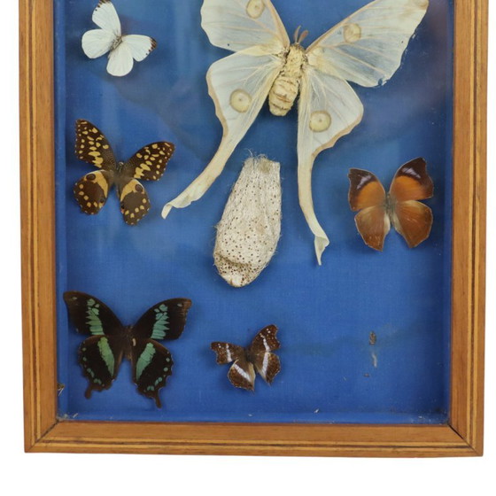 Butterfly collection in wooden frame, Wall decoration, Other, Brown, Vintage (photo 3 of 10)