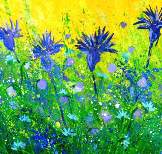 Image 1 of Cornflowers