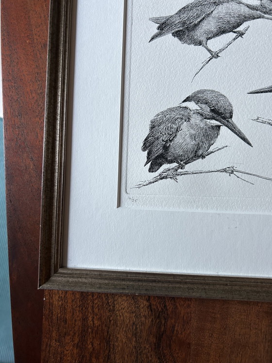 Image 1 of Kingfisher E van Ommen