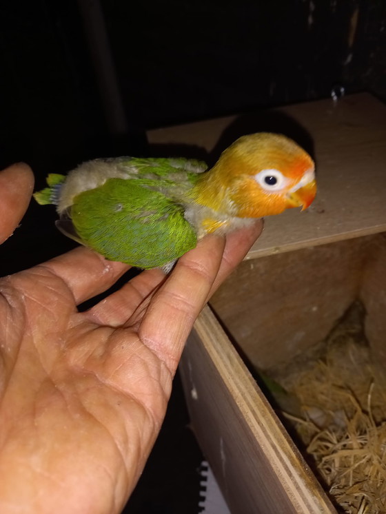 Image 1 of Inséparables à apprivoiser à la main